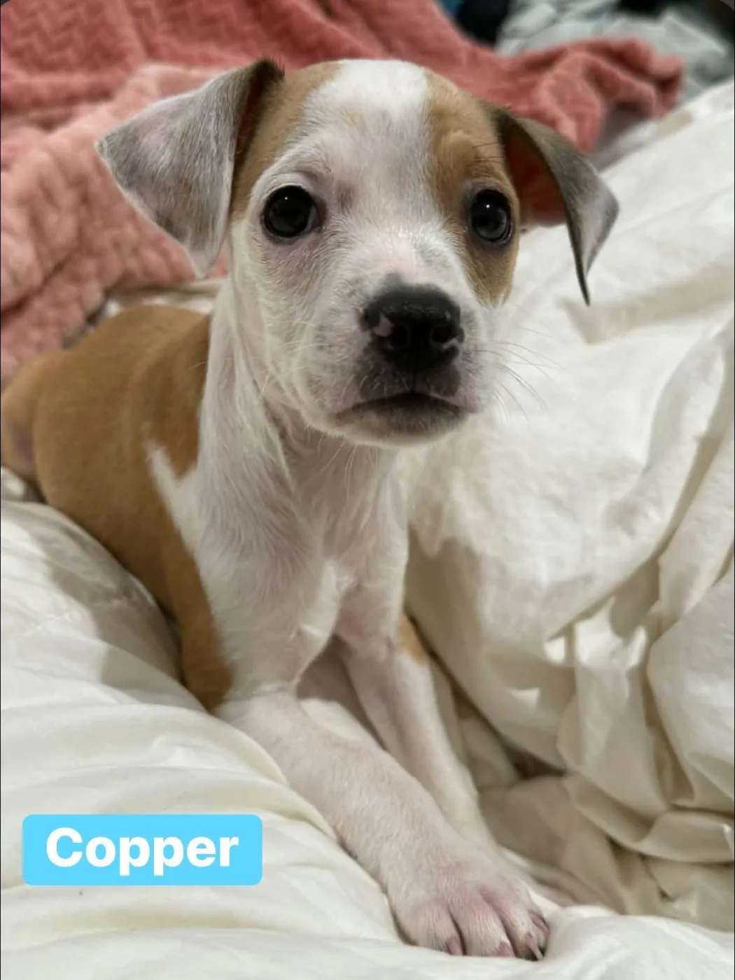 Copper - Photo 1