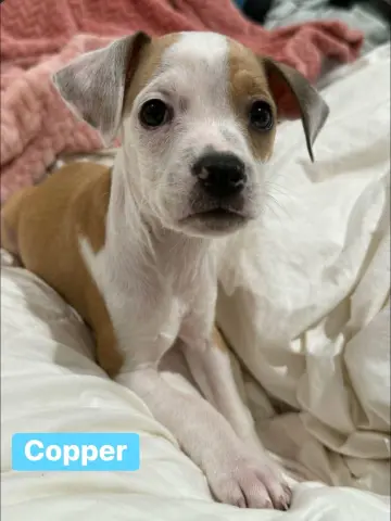 Copper