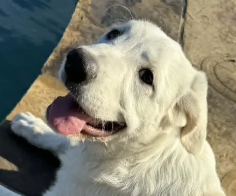 Butter
