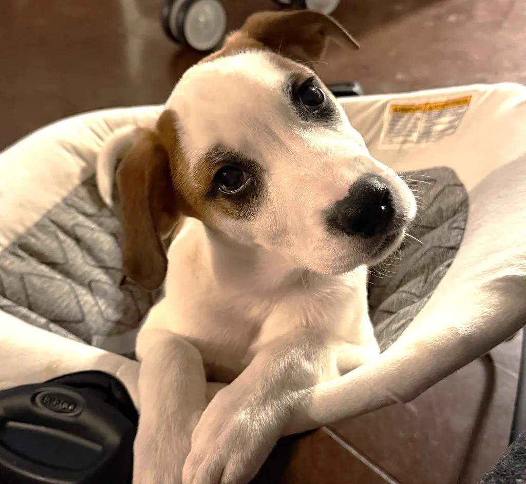 Spottie - Photo 1