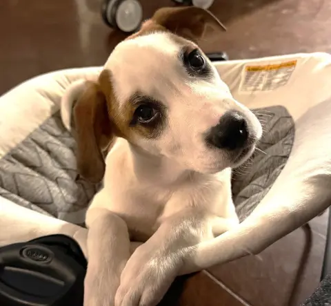 Spottie