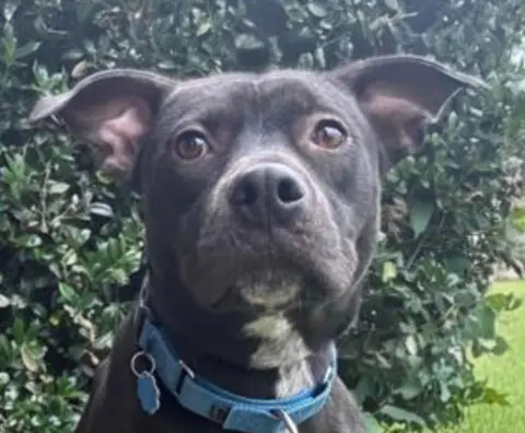 Toby