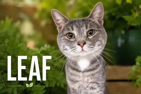Leaf
