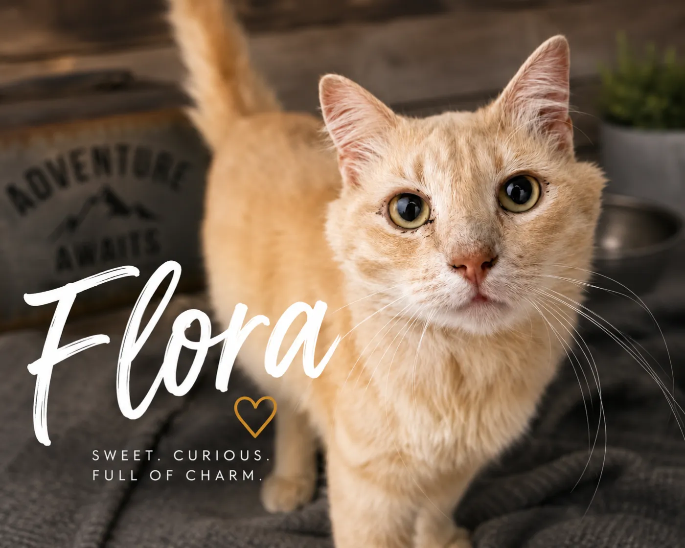 Flora - Photo 1