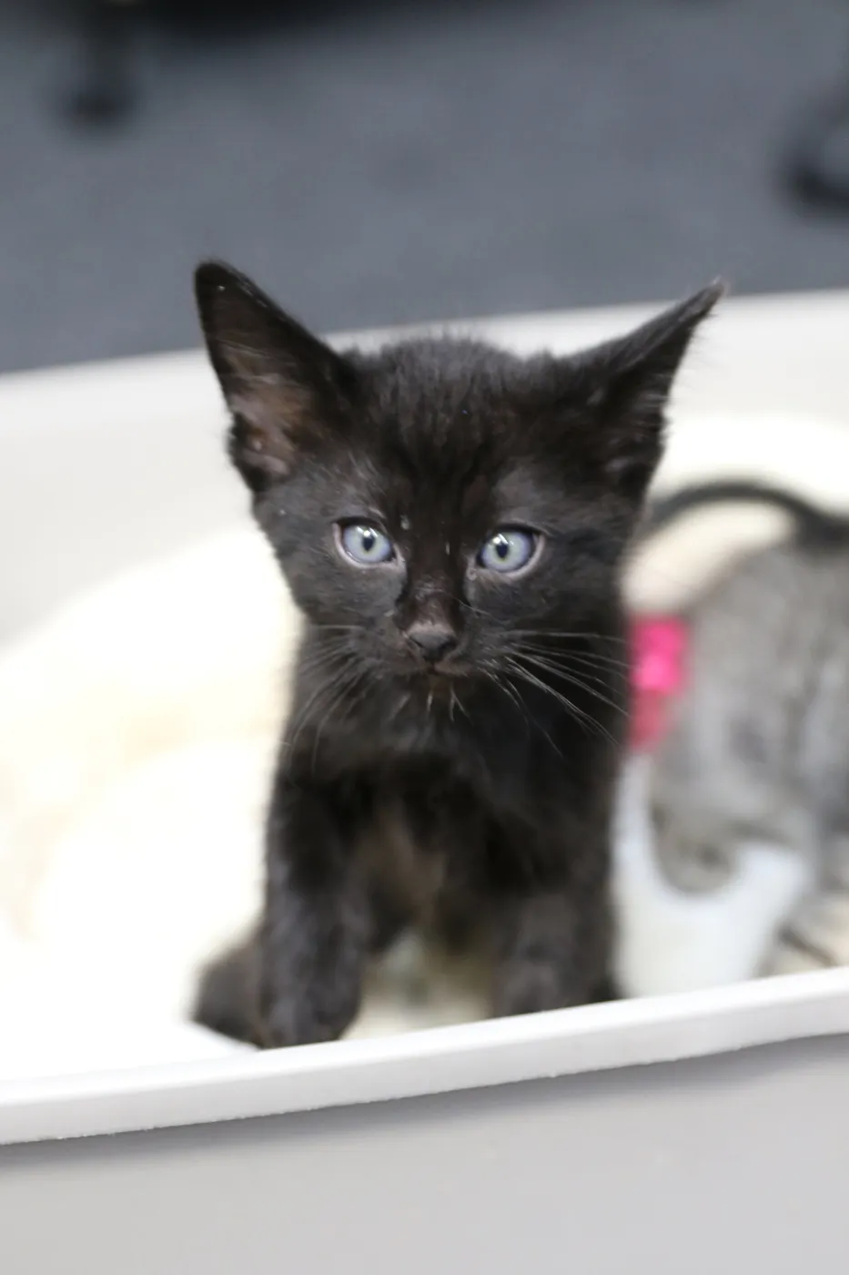 Mowgli - Photo 1