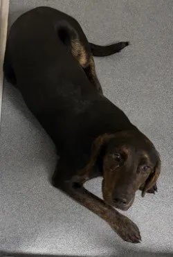 Baxter - Photo 1