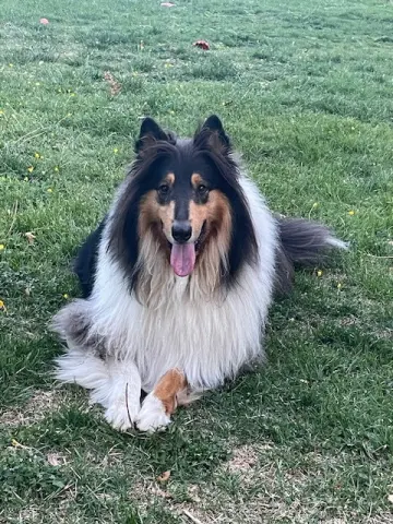 Zuki