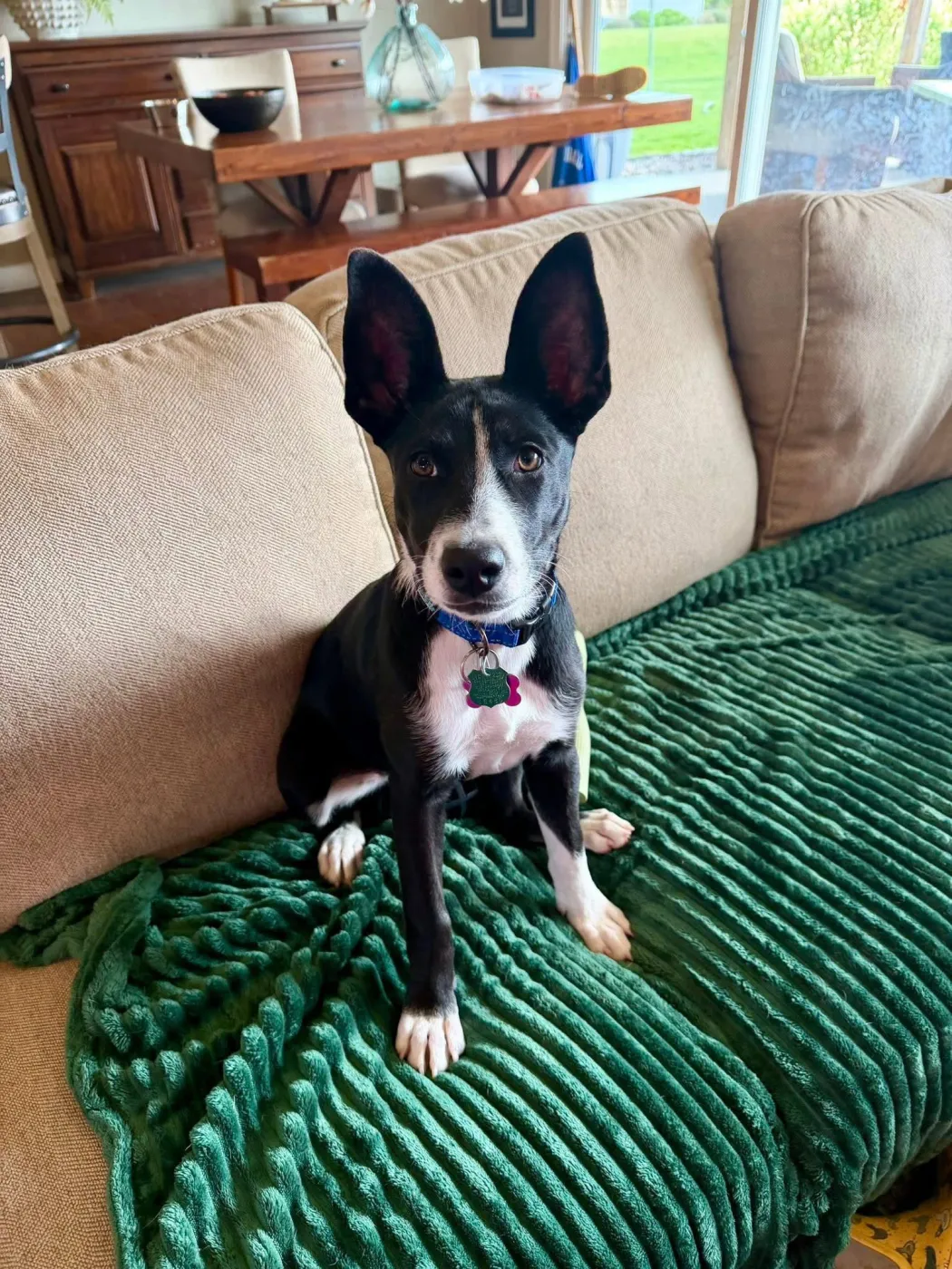 Daisy - Photo 1