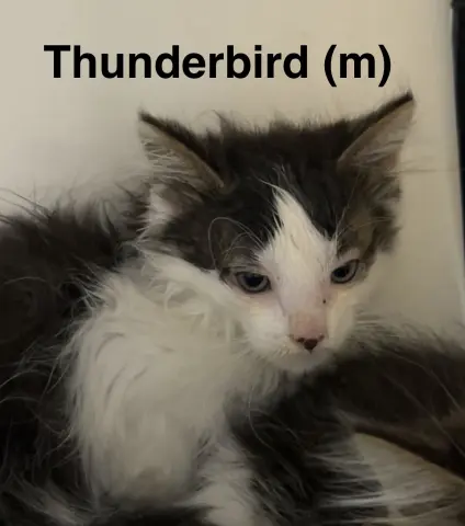 Thunderbird