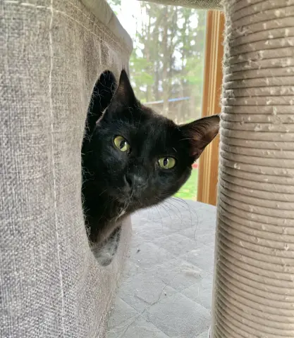 Coco