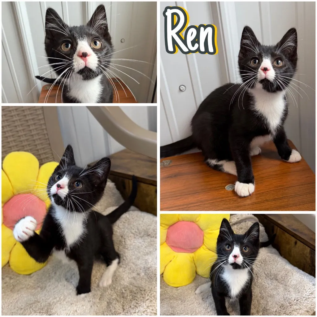 Ren - Photo 1