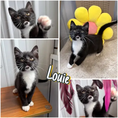 Louie