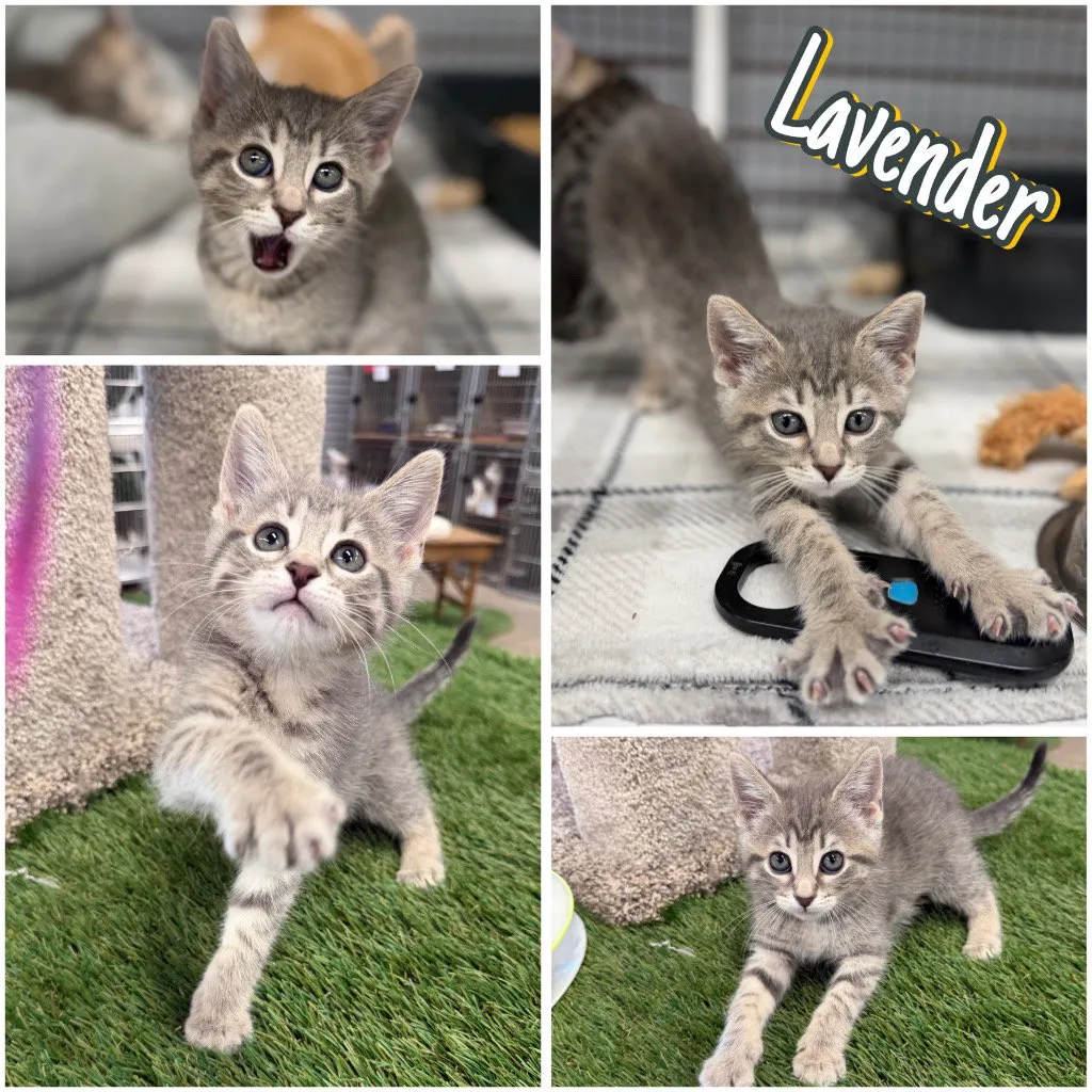 Lavender - Photo 1