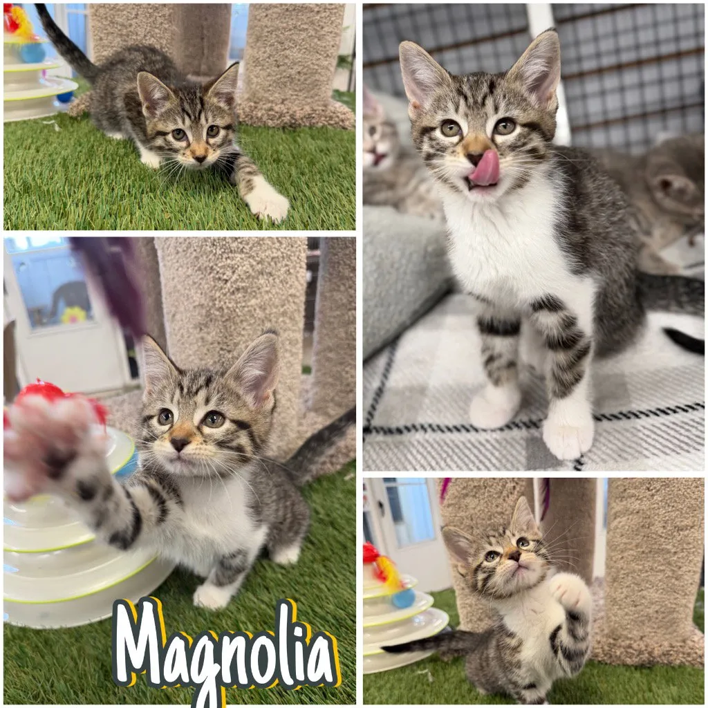 Magnolia - Photo 1