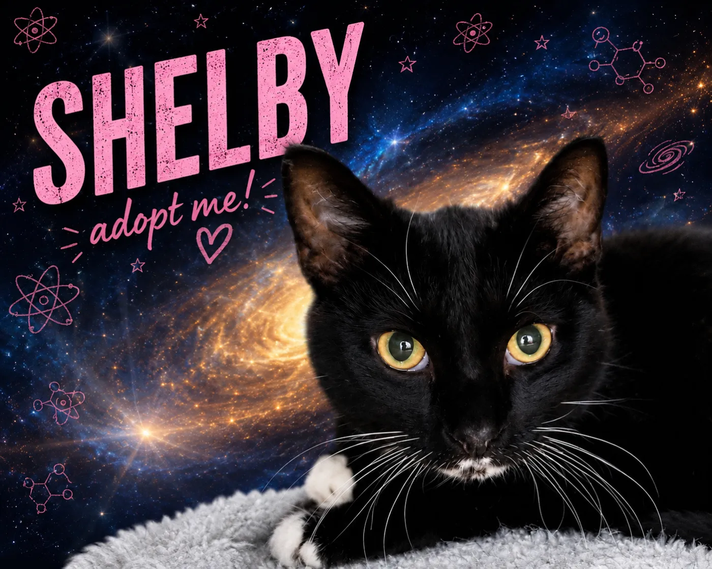 Shelby - Photo 1