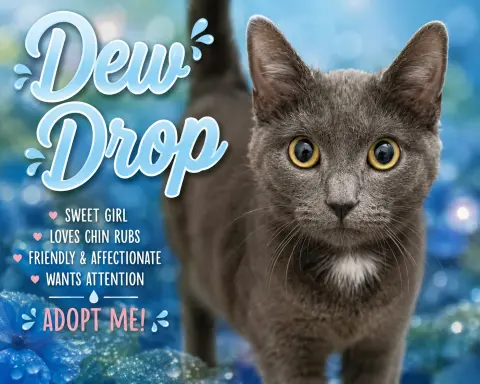 Dew Drop