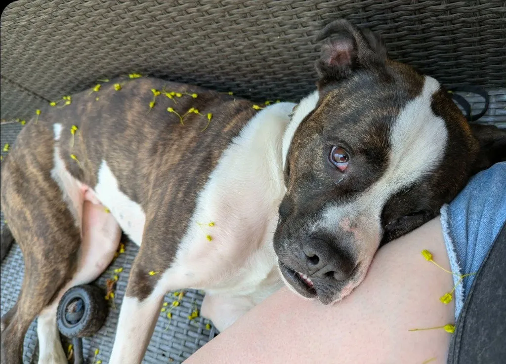 Smudge - Photo 1