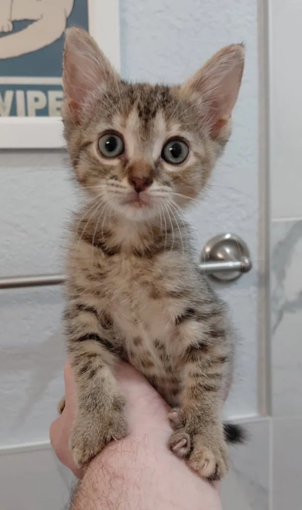 Peanut - Photo 1