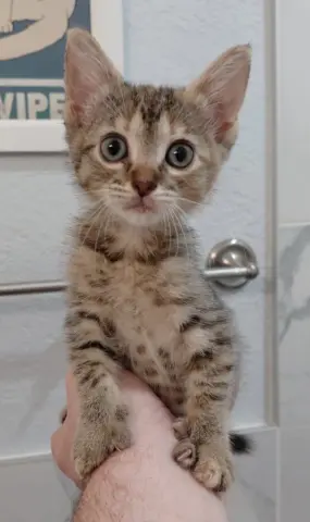 Peanut