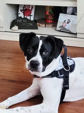 Cannoli