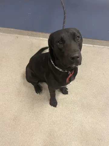 Hiro
