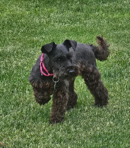 Annie