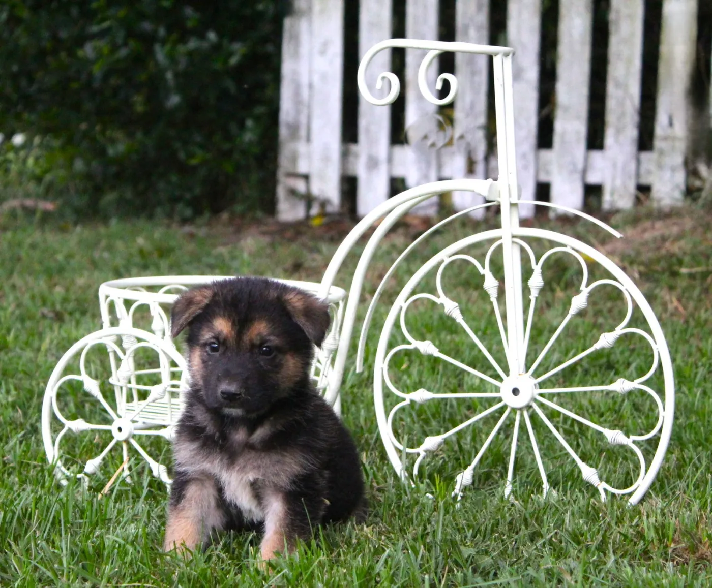 Riley - Photo 1