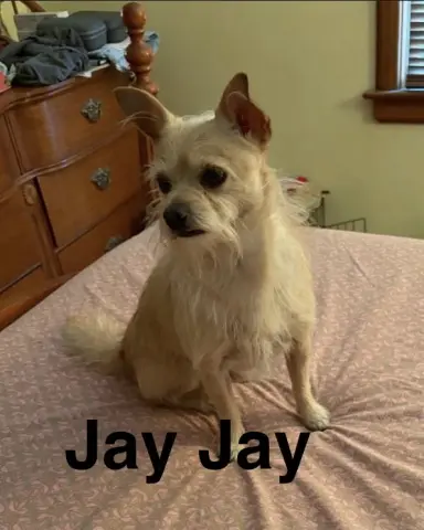 Jay Jay