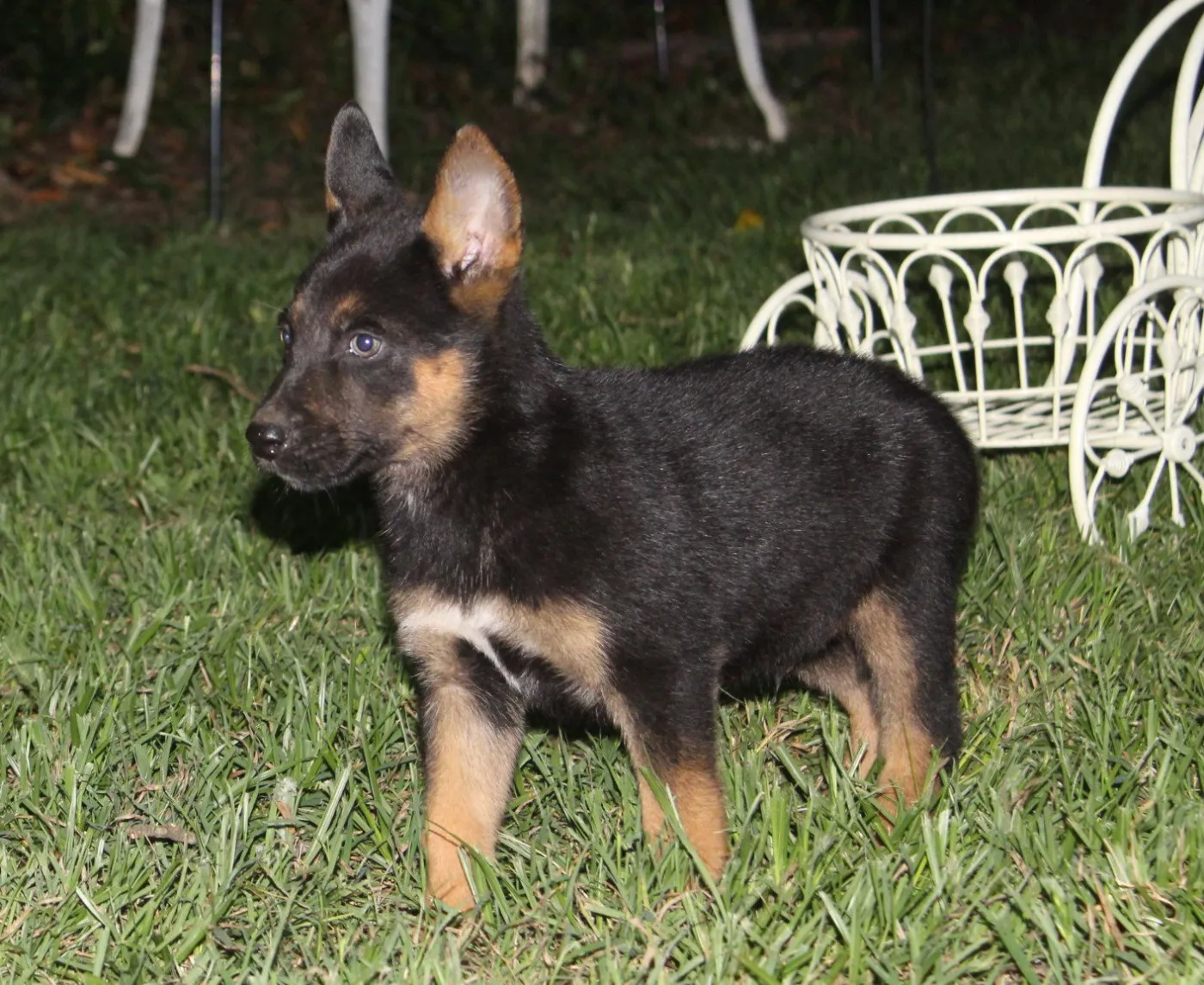 Rookie - Photo 1