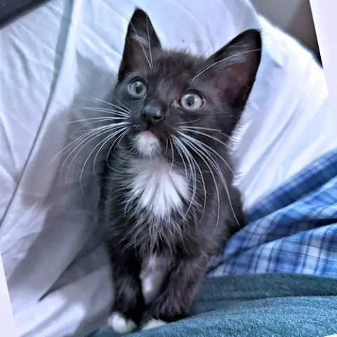 Scout