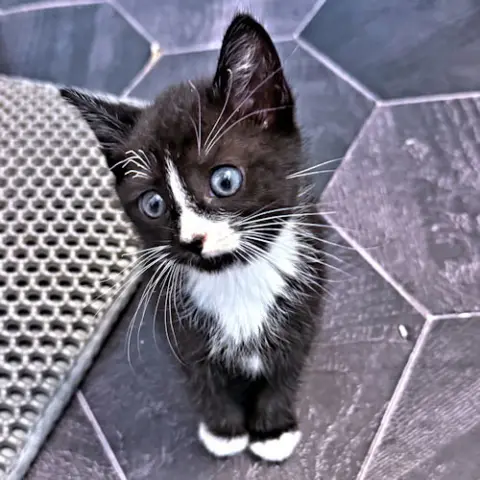 Winston