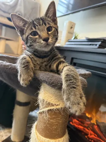 Simba