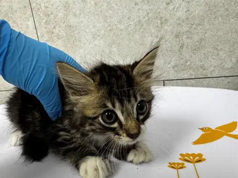 Kitty