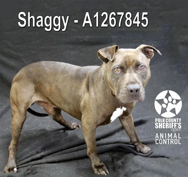 Shaggy - Photo 1