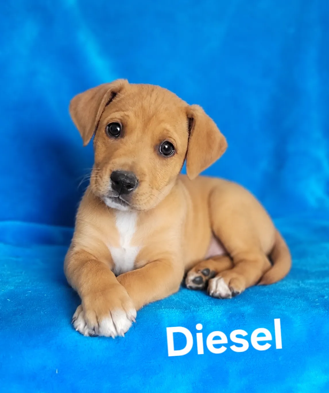 Diesel - Photo 1