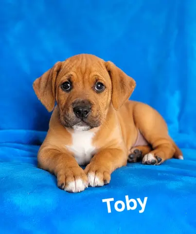 Toby