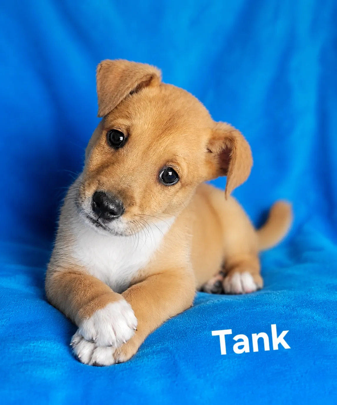 Tank - Photo 1