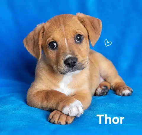 Thor