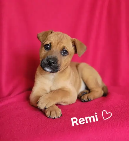 Remi