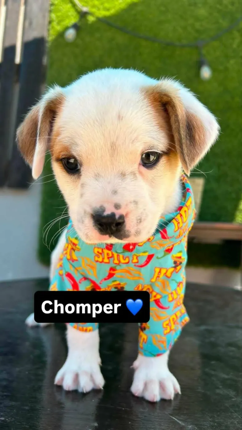 Chomper - Photo 1