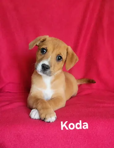 Koda