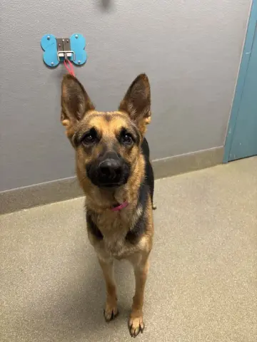 Nikita