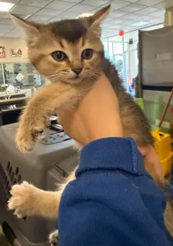 Suki