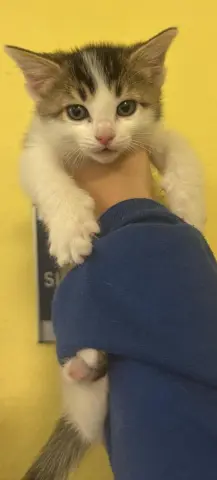Sugar