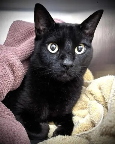 Kylo