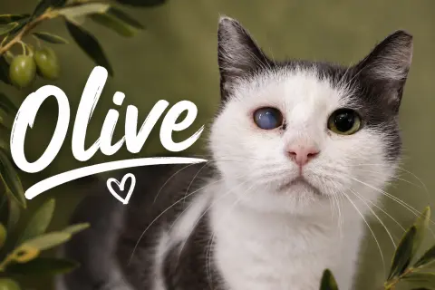Olive