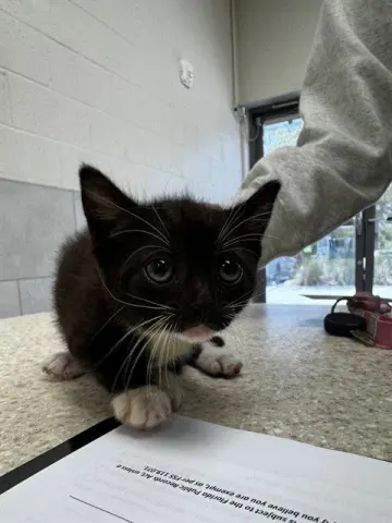 Snowball