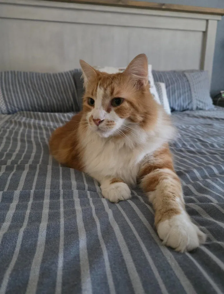 Garfield - Photo 1