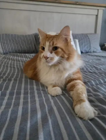 Garfield