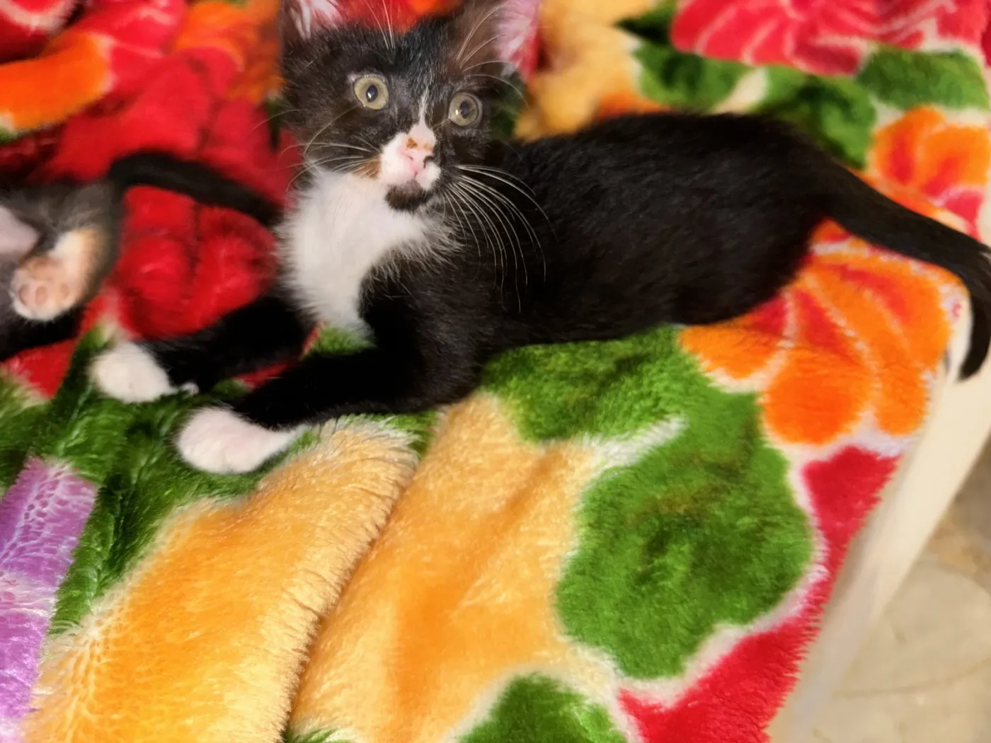 Ernie - Photo 1